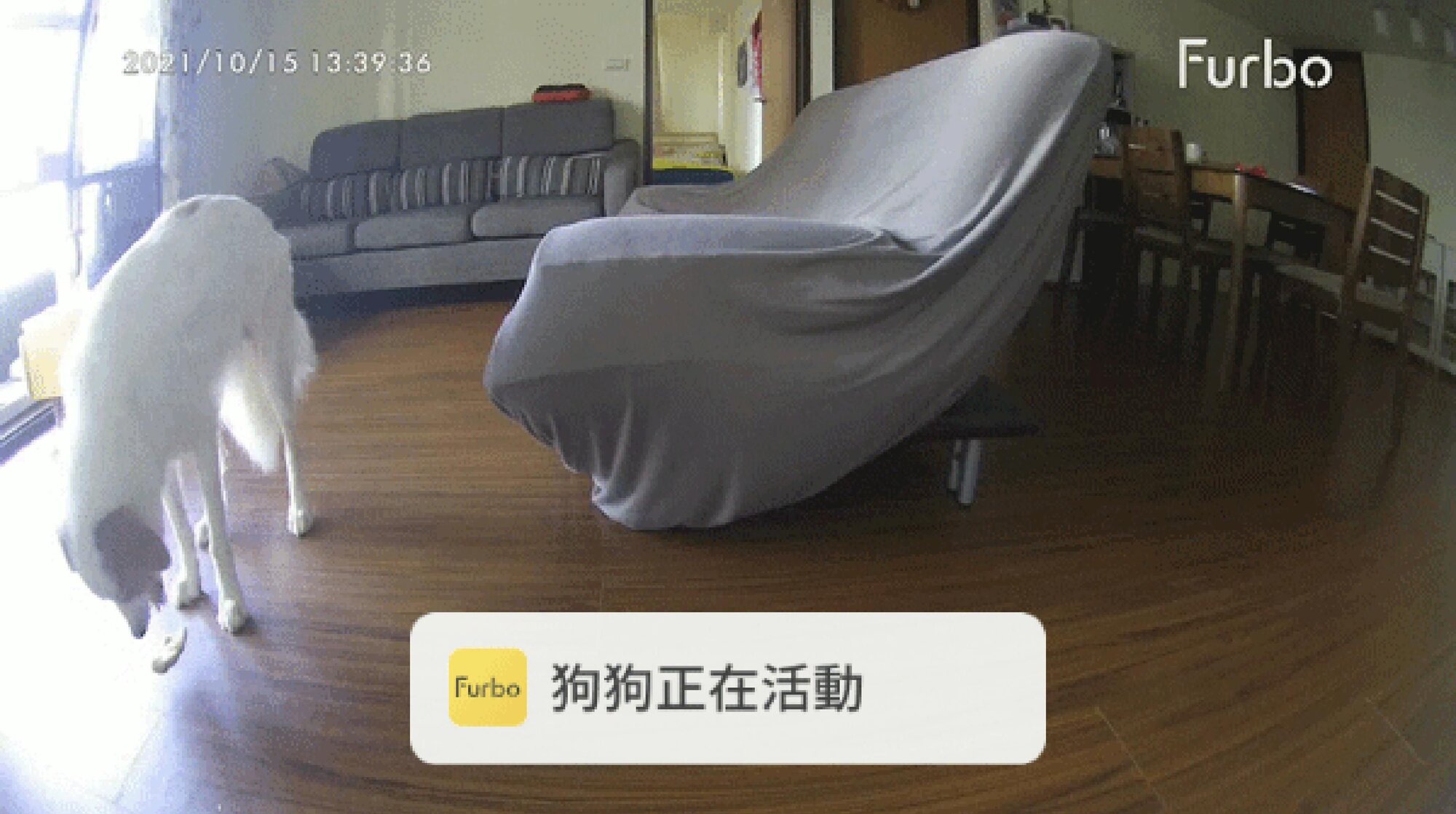 一隻狗狗在嘔吐