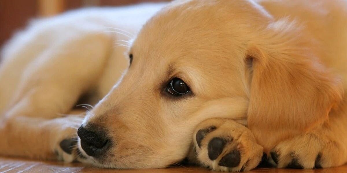 Top 4 Golden Retriever Health Problems!
