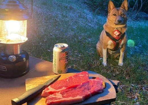 困り顔の保護犬福のファーボ日記 Vol.18｜福とのんびりふたりキャンプ