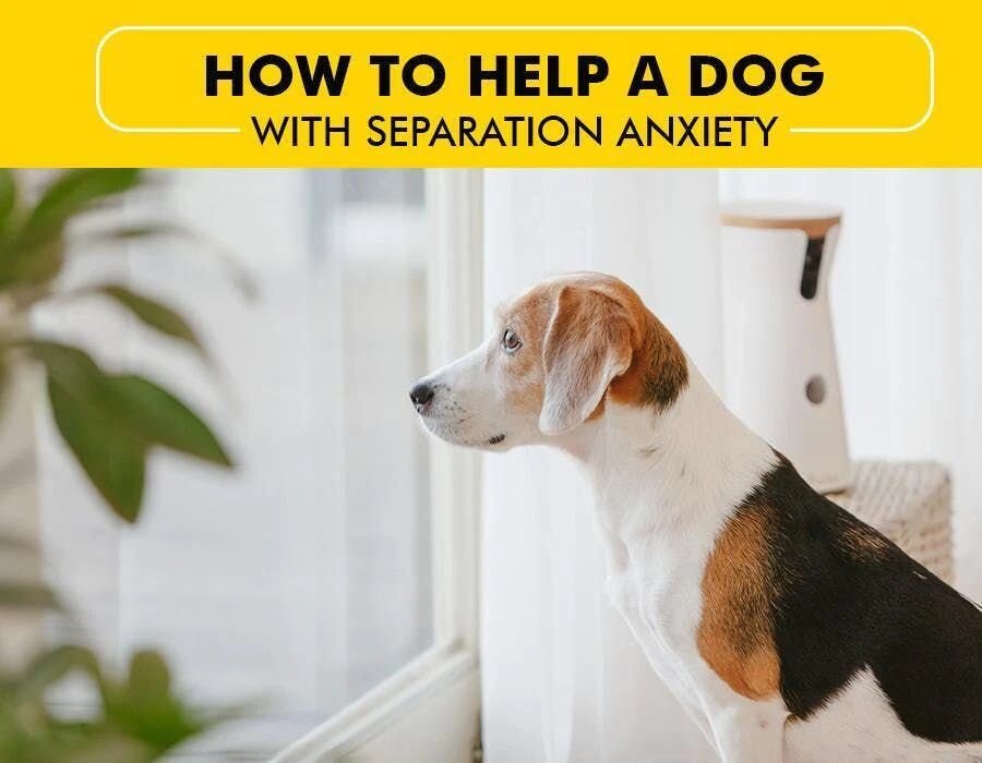 How to Help a Dog With Separation Anxiety: Introduction