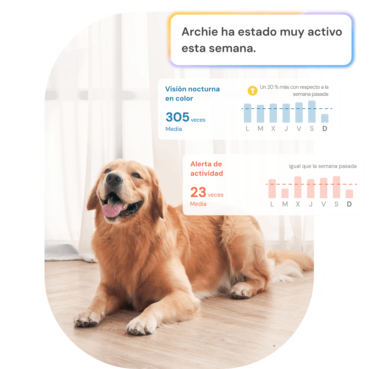 Golden retriever sentado con gráfico barras alertas ladridos y actividad mostrando tendencia semanal
