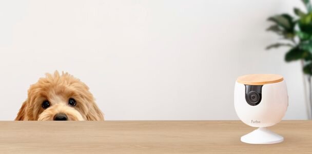 Furbo mini with a dog