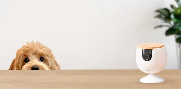 Furbo mini with a dog