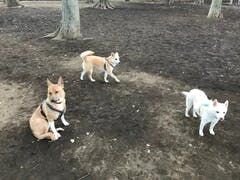 桑原さん家のキップル、なかしまさん家のハル、平澤さん家のペッカ、そしてわが家の福。みんなそれぞれの事情で保護された犬たちは今、新しい家族と一緒にのびのびと健やかに暮らしています。でも、これはもう本当に何度でも言いますが、犬たちはもちろん、保護した僕たちもまた、犬たちのおかげで毎日を元気に暮らせ...