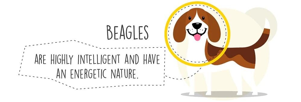 Beagles