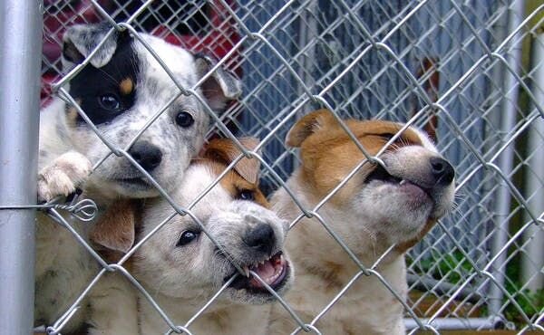 dogs in the cage