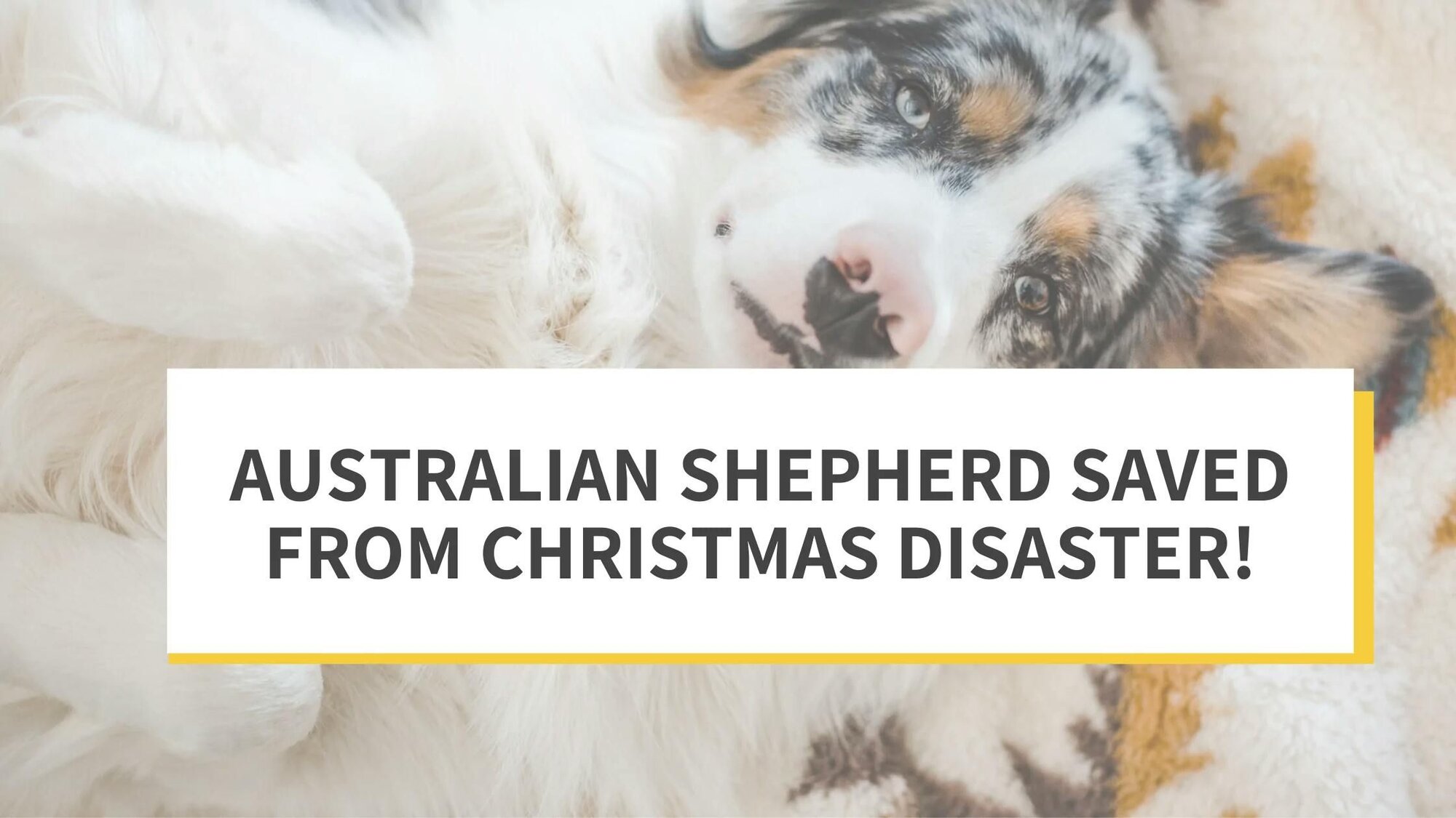 Australian Shepherd Saved from Christmas Disaster!
