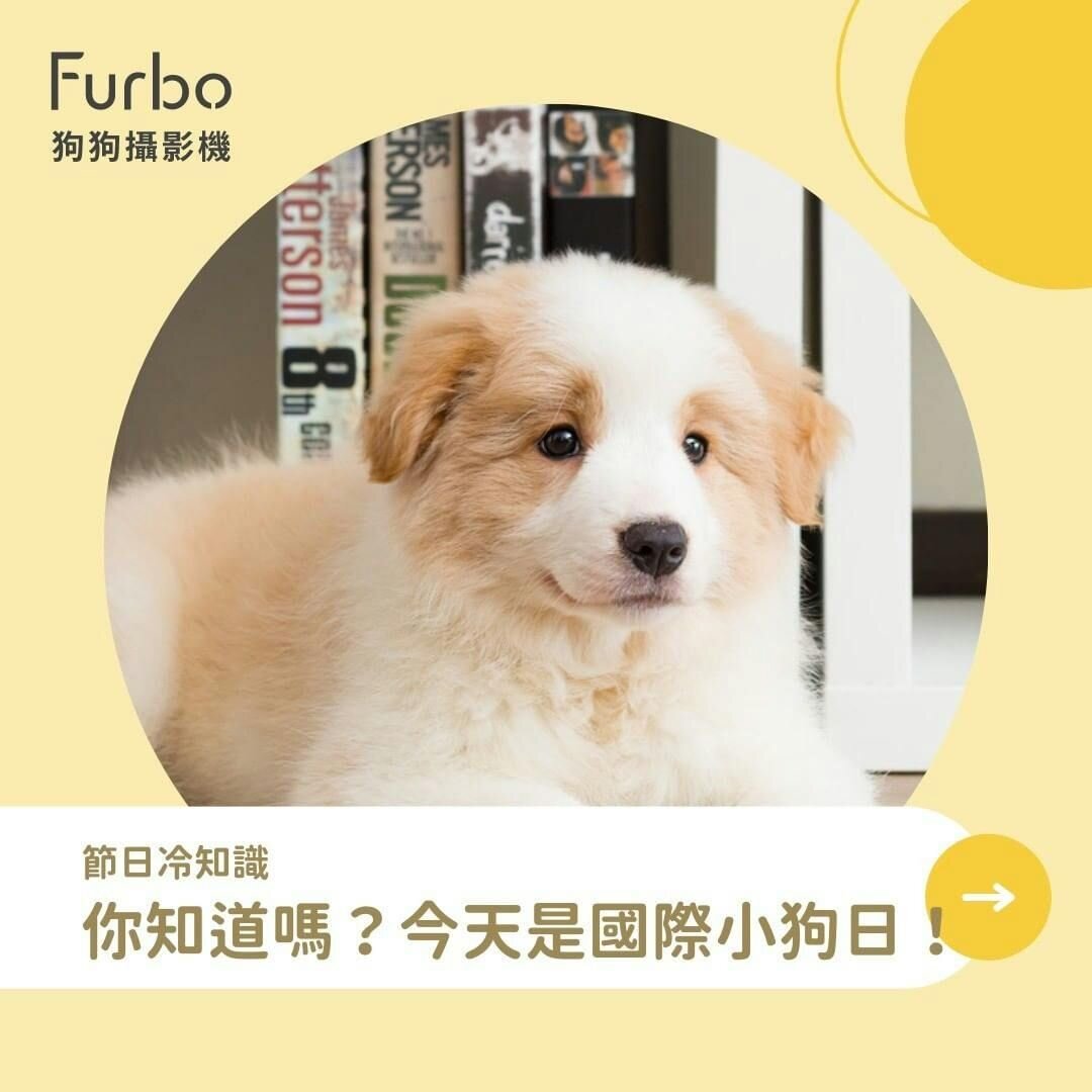 3/23國際小狗日背後的真實含義｜關懷浪浪、領養代替購買