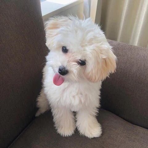 ただ、少し買い物に出ただけでもFurboで見ると吠えていたりして、前より寂しがりになったとは思います。