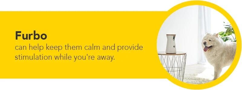 furbo dog camera can help