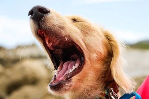 Dog barking image