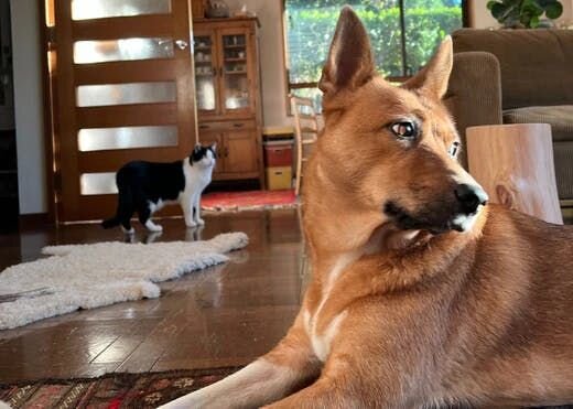 困り顔の保護犬福のファーボ日記 Vol.22｜保護犬と暮らす2