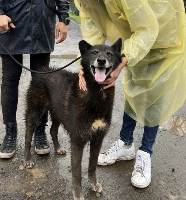 黑色狗狗站在地上開心笑