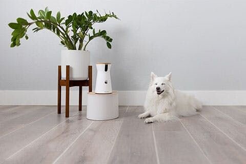 Japanese Spritz relaxing next to a Furbo Dog Camera.