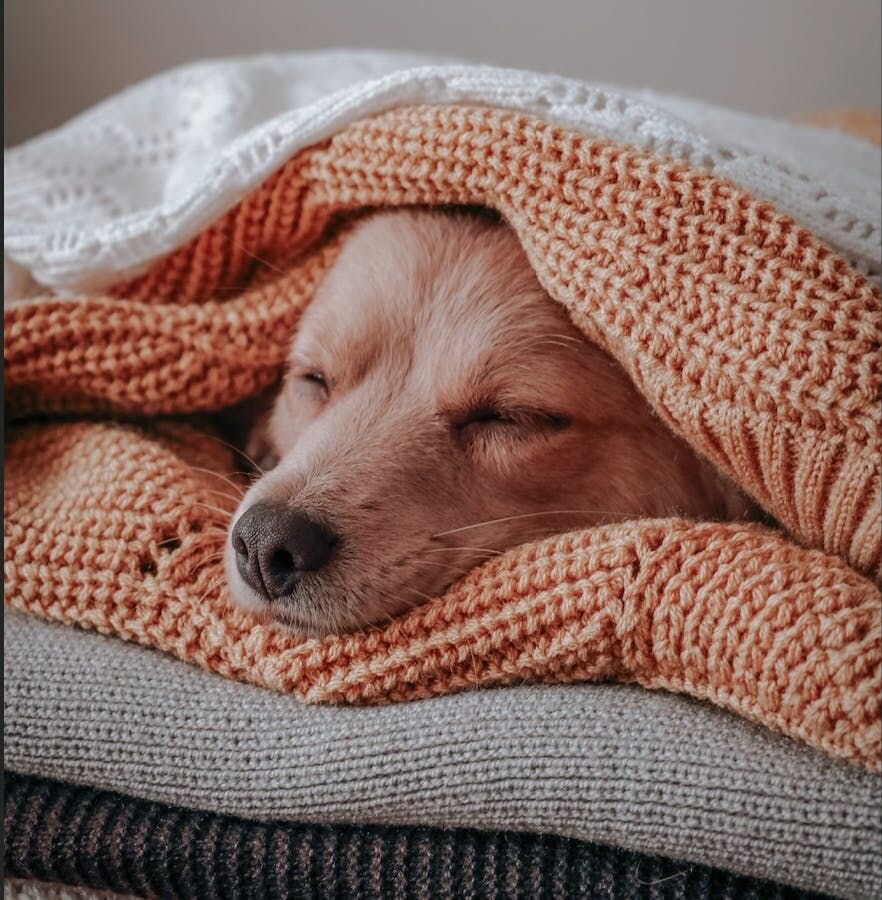 稲野辺獣医師連載Vol.11｜秋は要注意！季節の変わり目に多い犬の健康トラブルと対策を解説