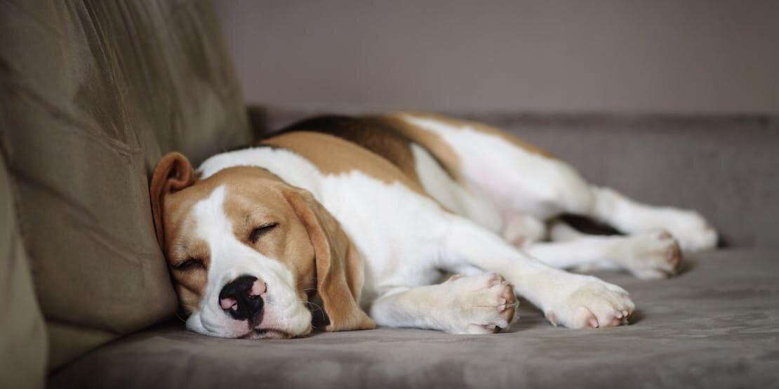 アトピー性皮膚炎や食物アレルギーを抱えている子は皮膚バリアが壊れやすく、乾燥環境で皮膚炎などを起こしやすいです。乾燥している時期には特に保湿を念入りに行うようにして対策しましょう。