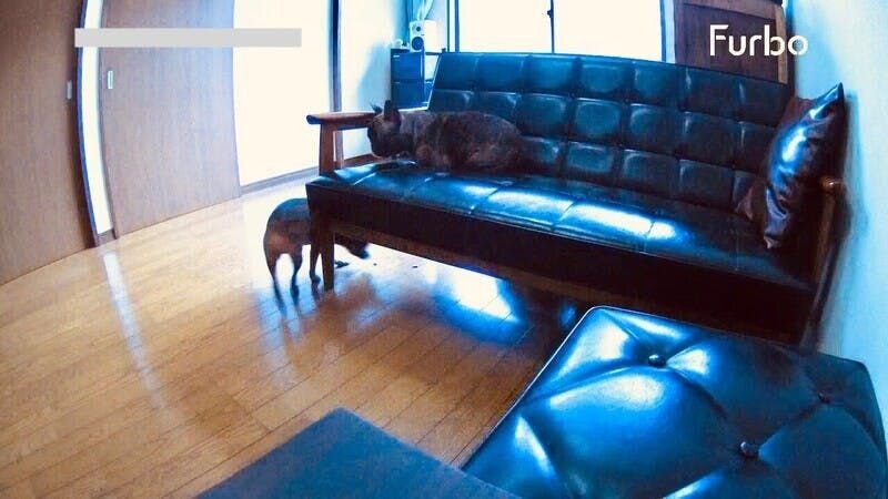 やはり食いしん坊のクロが独り占め。このあと何度か試してみましたが、すべてクロが持っていきました。