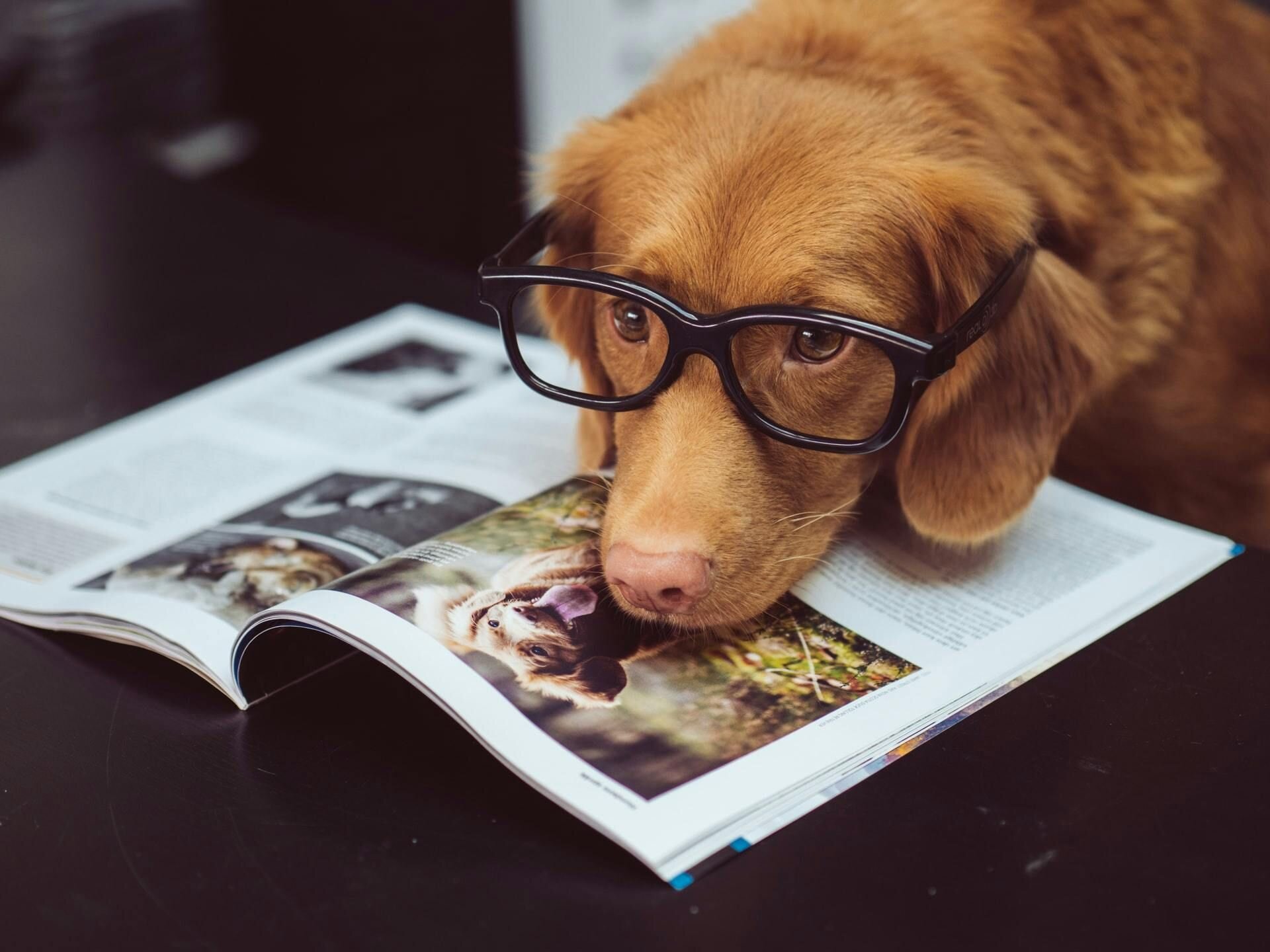 Dog with glasses and magazine