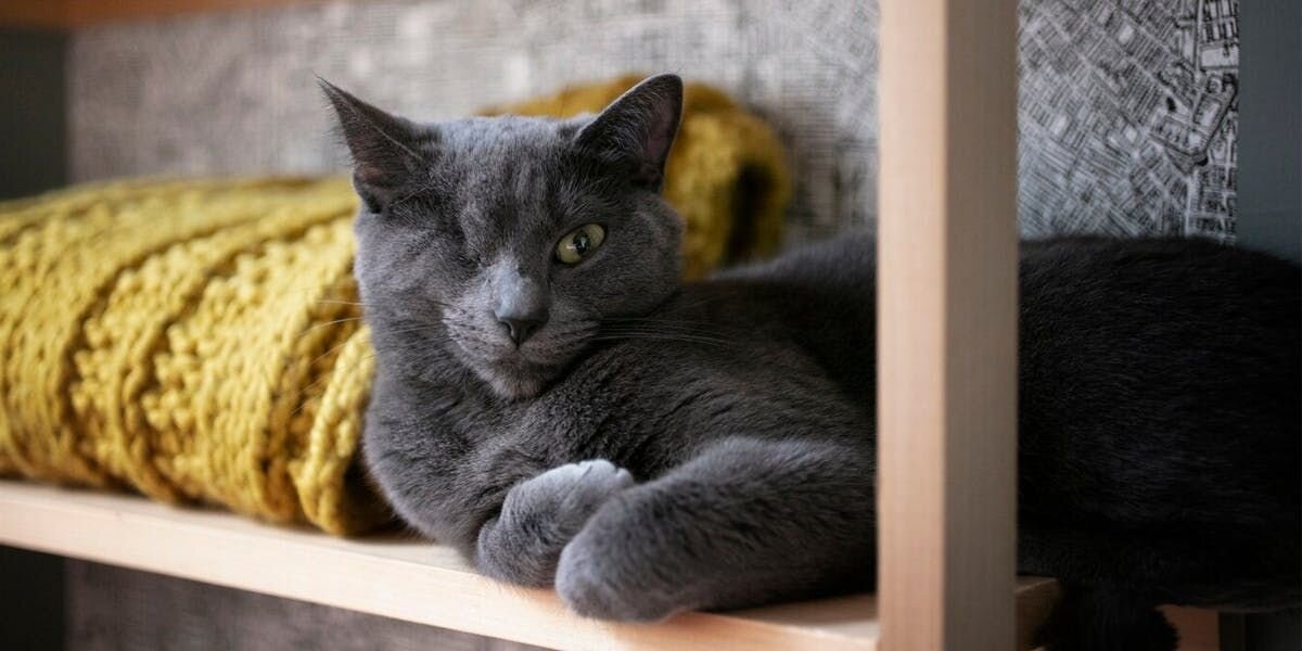 Gray cat with one eye resting on a shelf