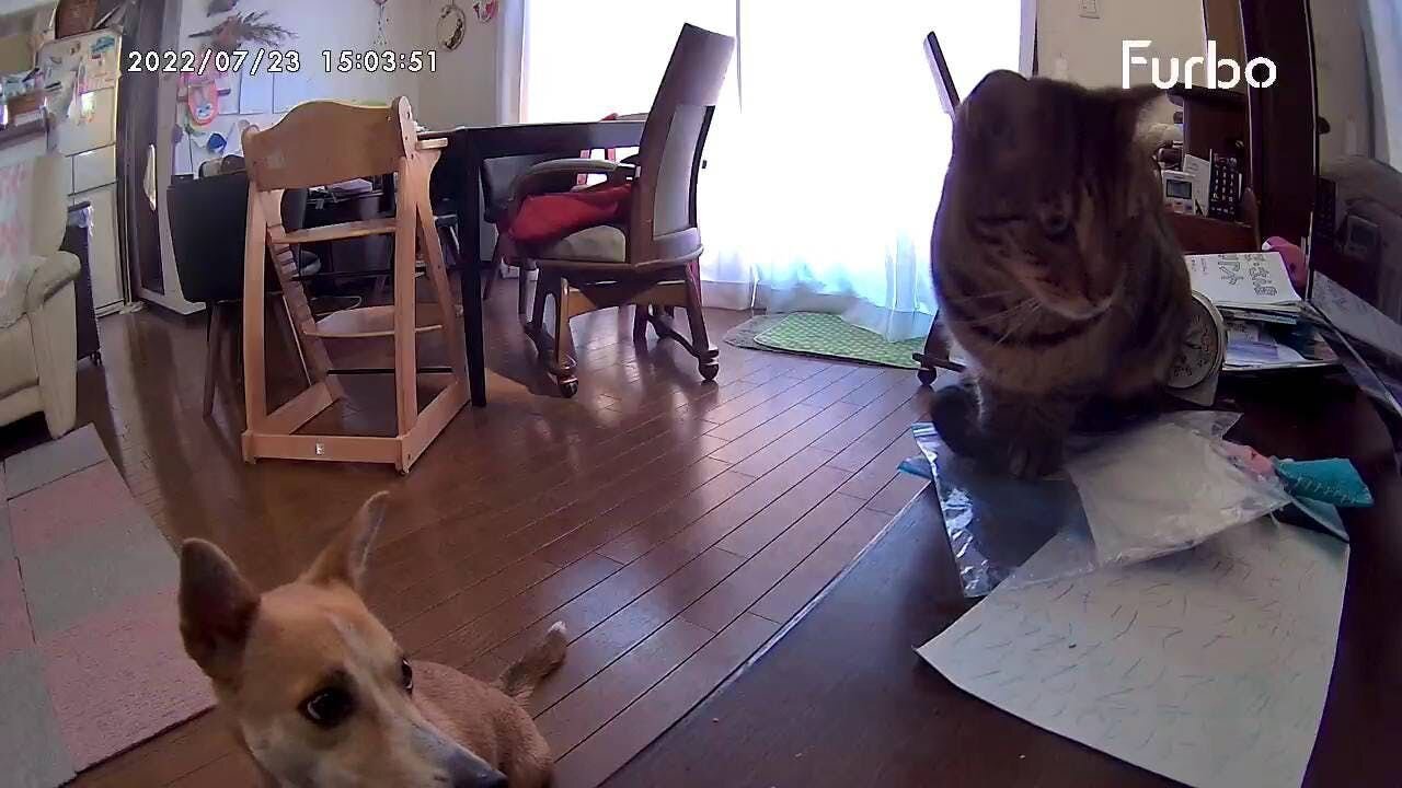 ↑ 仲良くお留守番中の蓮くんとミーアちゃん。ファーボ映像より。