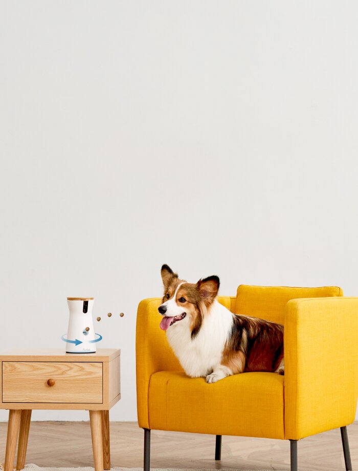 Corgi sitzt auf einem gelben Stuhl neben einem Nachttisch mit weißer Furbo-Kamera