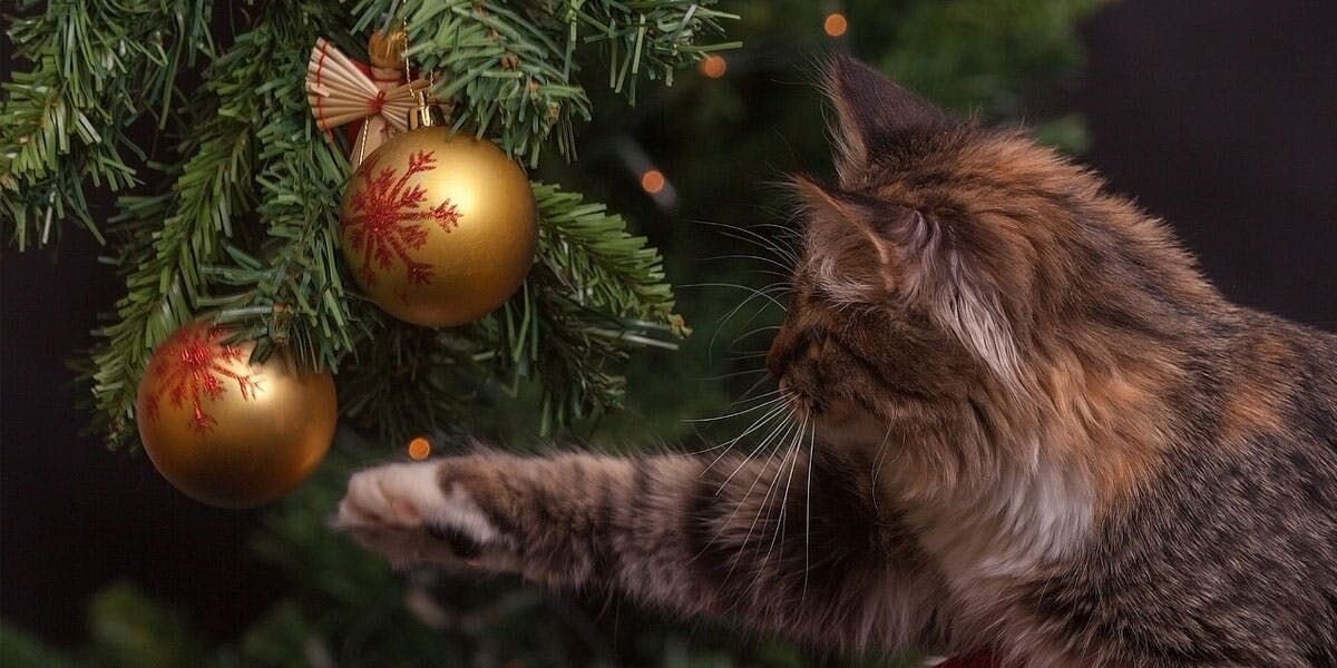 a photo of a cat reaching for an ornament on a Christmas tree