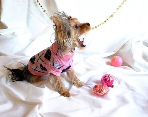 ヨークシャー・テリア