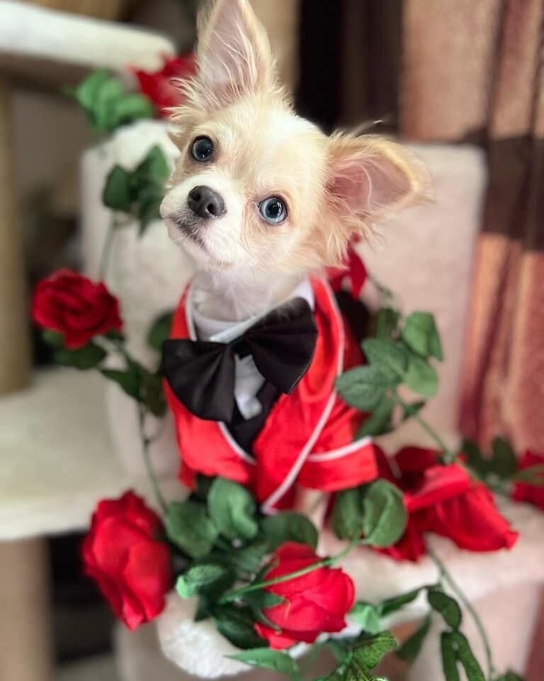 Dog wearing red suit is draped in roses | Furbo celebrates Galentine's Day