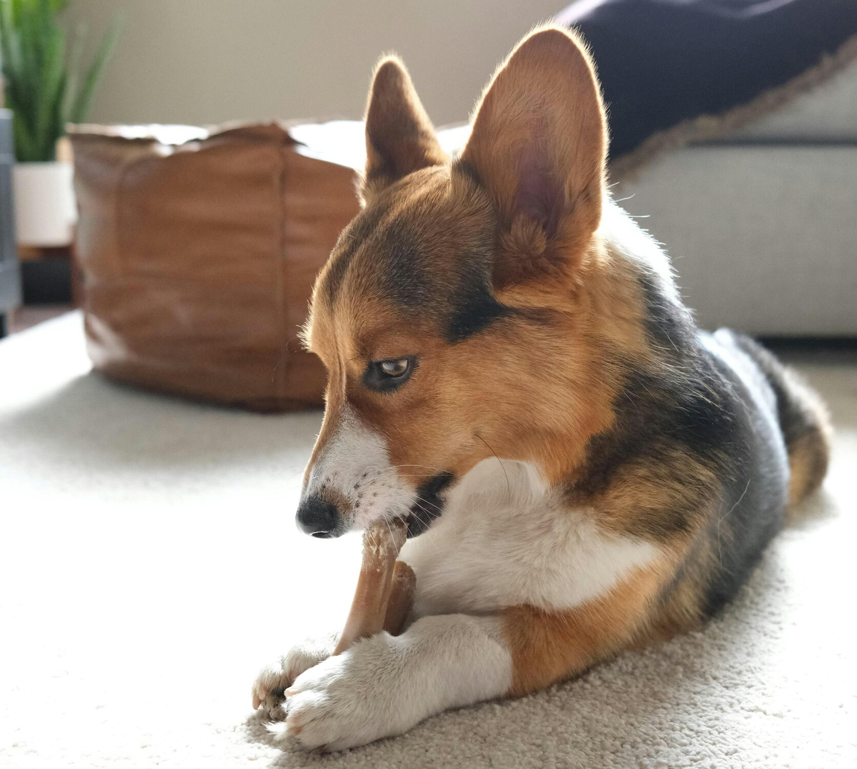 一隻趴在地毯上啃骨頭的狗