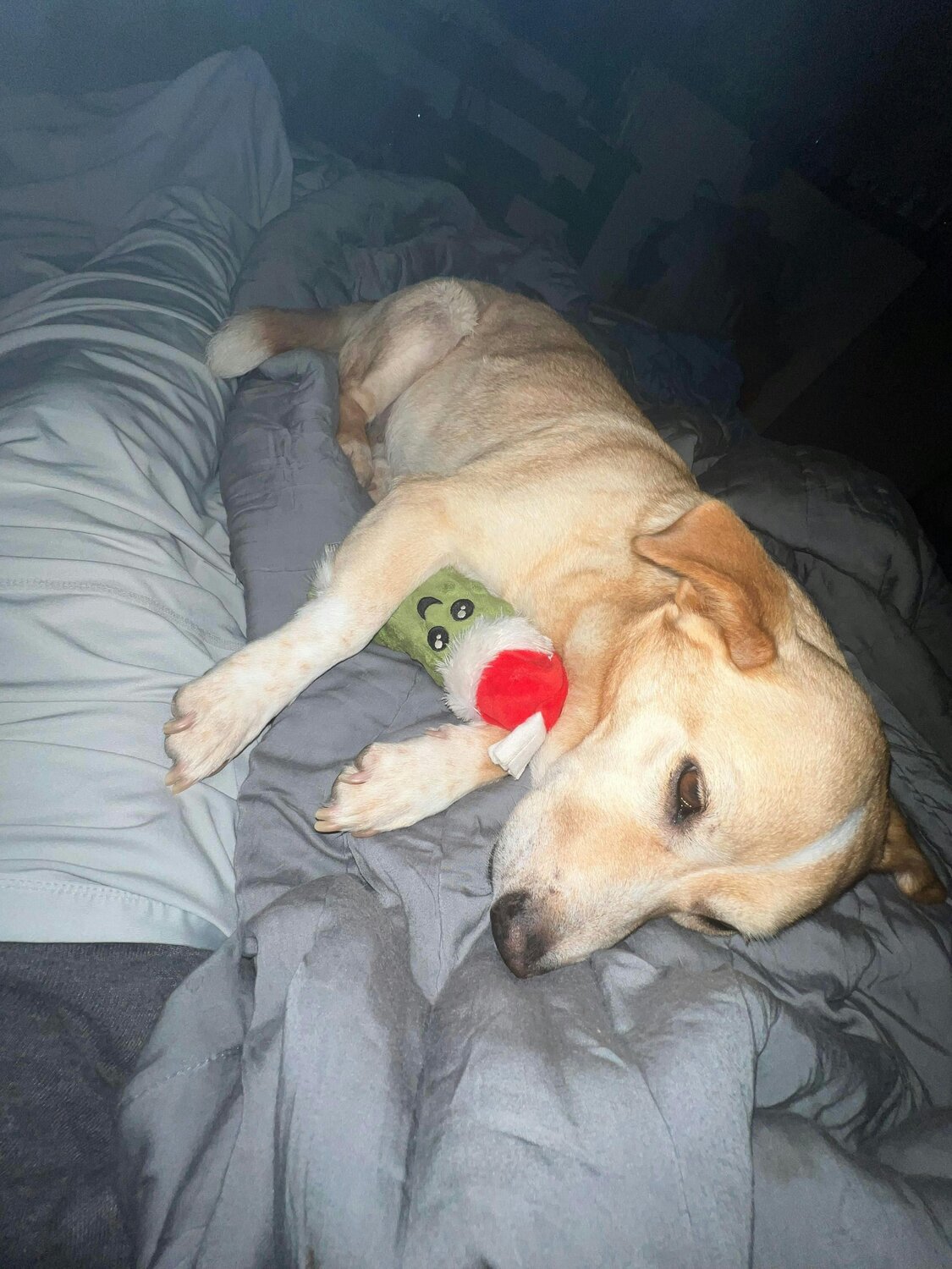 Ellie sleeping with toy