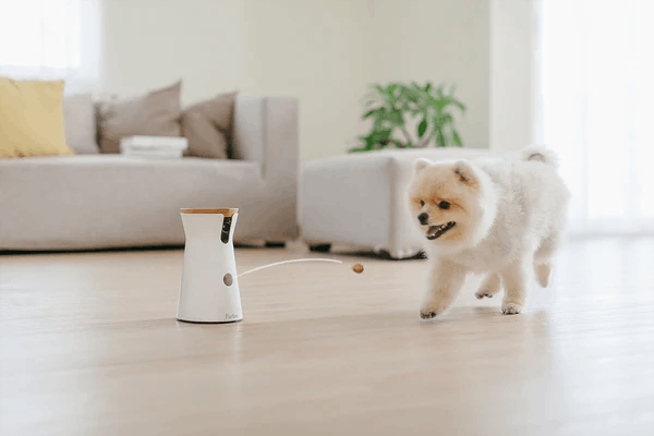 dog with Furbo Dog Camera