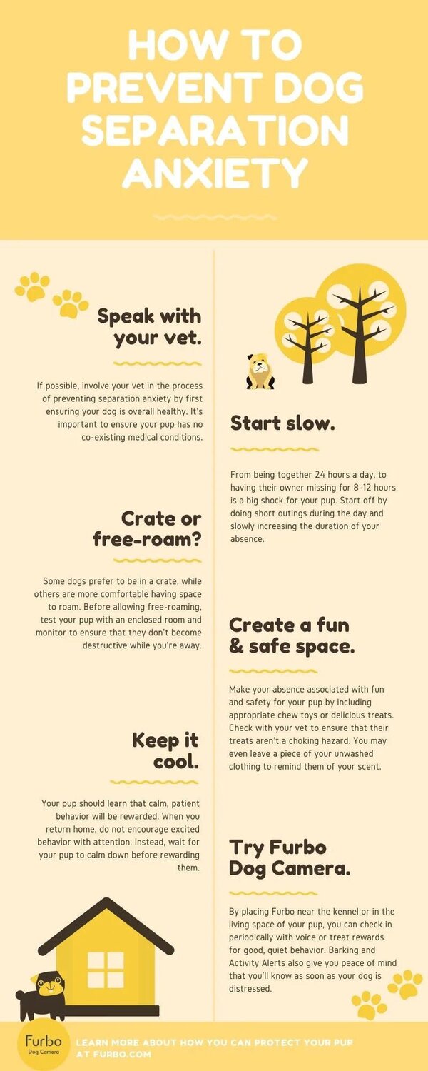 How to prevent dog separation anxiety infographic