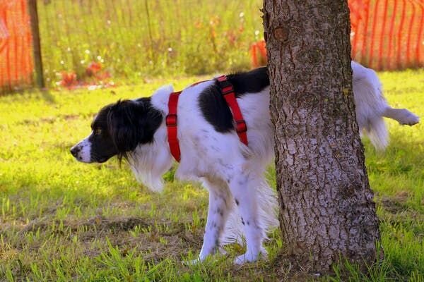 dog peeing on a tree