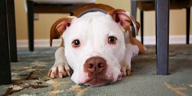 Secret Life of Dogs — 7 Things Dog Does When They Are Home Alone