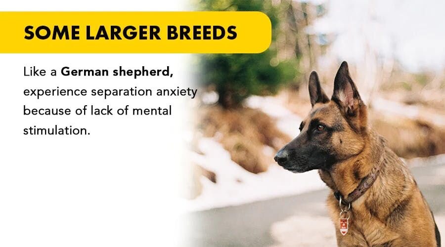 Some larger breeds like a german shepherd experience separation anxiety
