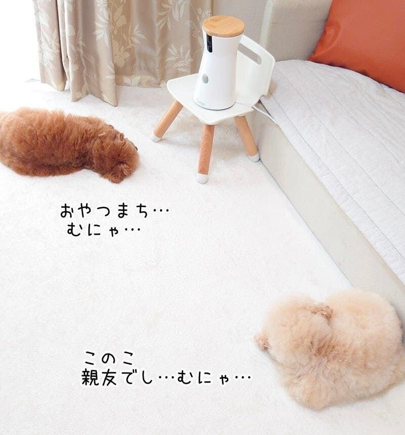 留守番前にファーボを見ると出て行く様子も気にしないし、たまに飼い主の声が聞こえておやつまで出るので、りっちゃんなんてFurboさえあるなら留守番大好きになってます（笑）
