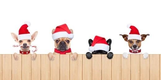 5 Fun Dog Activities for the Christmas Season