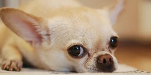 Dog Depression - Cause, Symptom, and Treatment