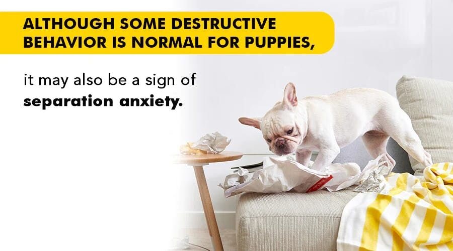 Although some destructive behavior is normal for puppies, it may also be a sign of separation anxiety