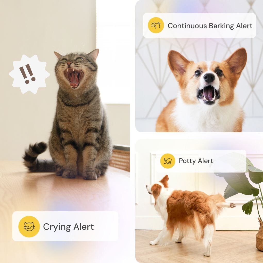 Pet monitoring alerts showing meowing cat with crying alert barking corgi and dog near plants with potty alert notifications