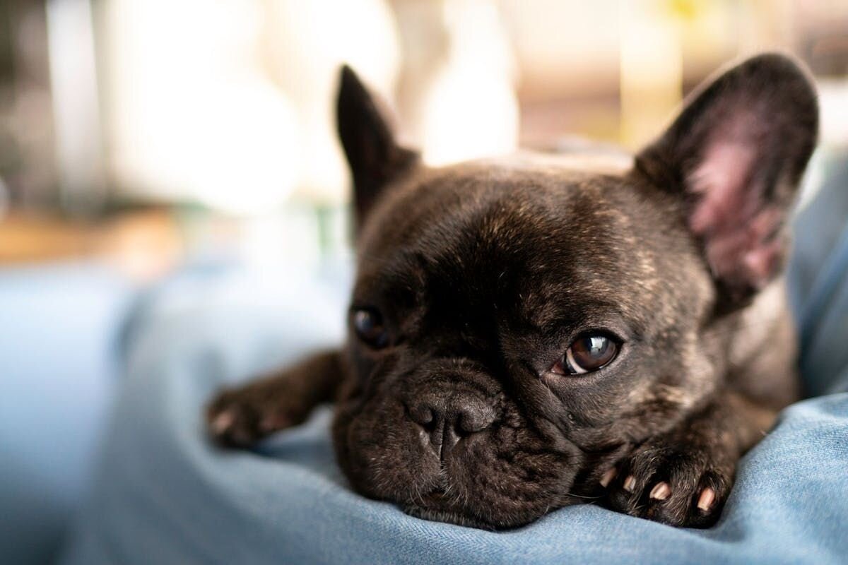 "シワ男"獣医師に聞くVol.2｜てんかんを患う子も要注意！犬猫の熱中症予防ガイド