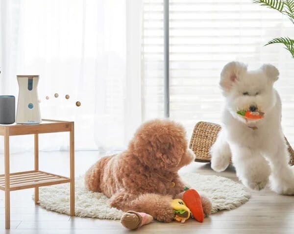 Furbo tossing treat to dog