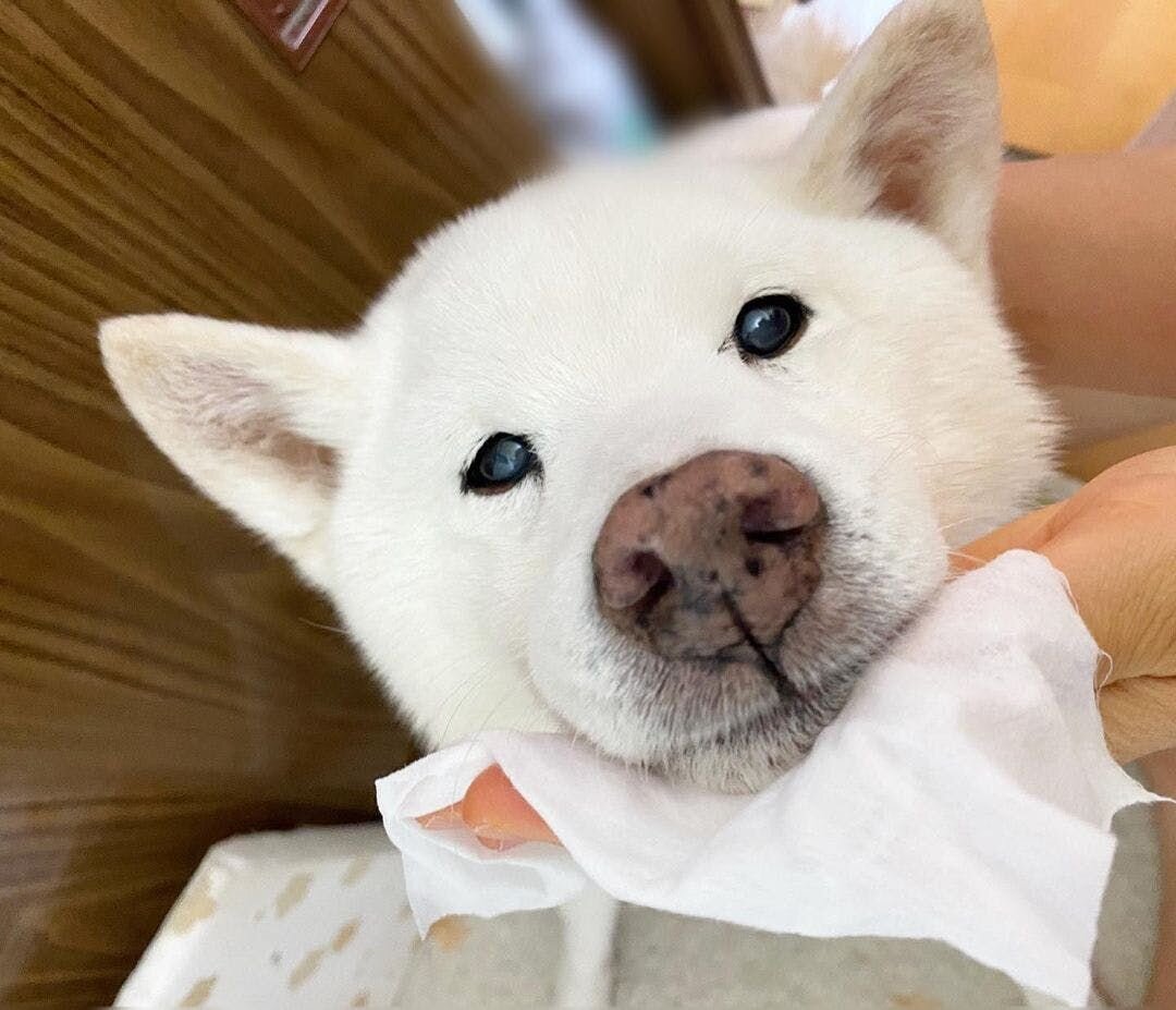 認知症のフーチャちゃんが「夜鳴き」で伝えたかったこととは？ファーボが原因究明をサポートしました