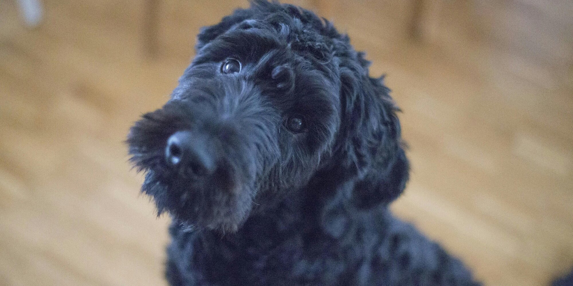 Who's a Good Dog! 9 Best "Home Alone" Dog Breeds