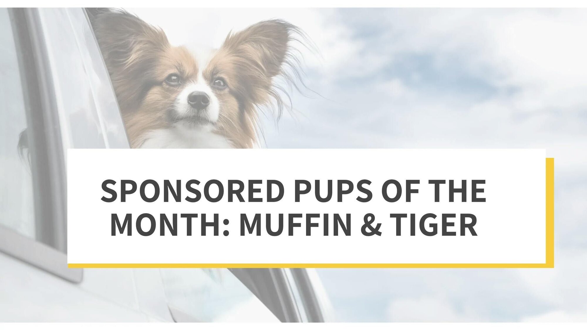 Sponsored Pups of the Month: Muffin & Tiger
