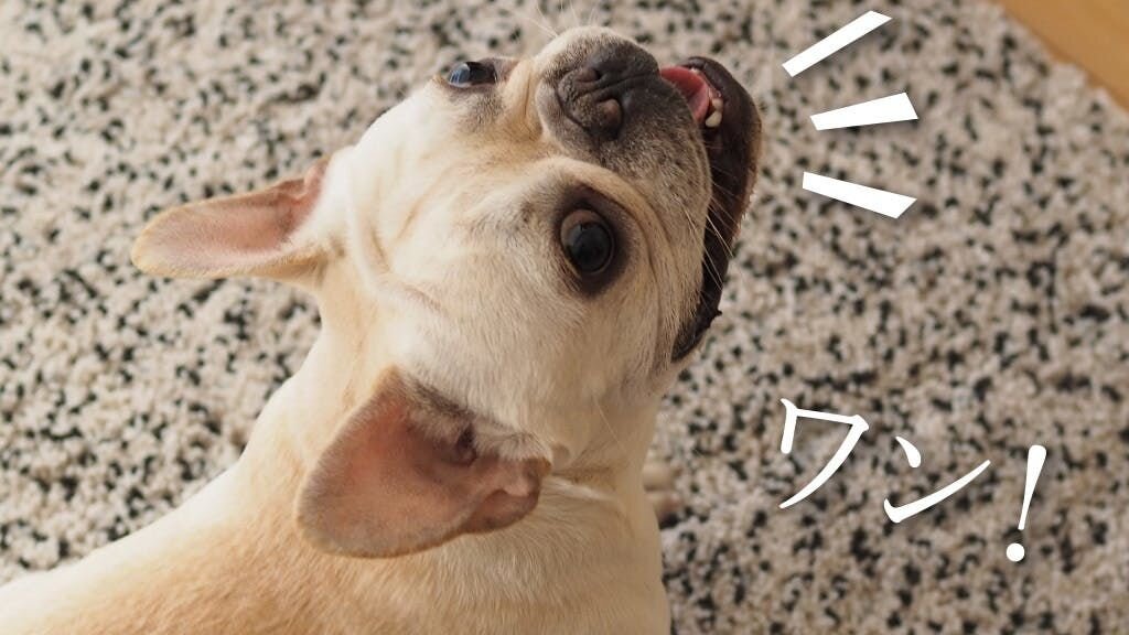 「Furbo（ファーボ）」に話しかけたら、ママの声が返ってきた！