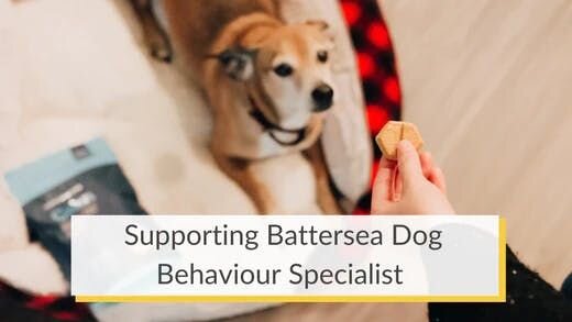 Supporting Battersea Dog Behaviour Specialist
