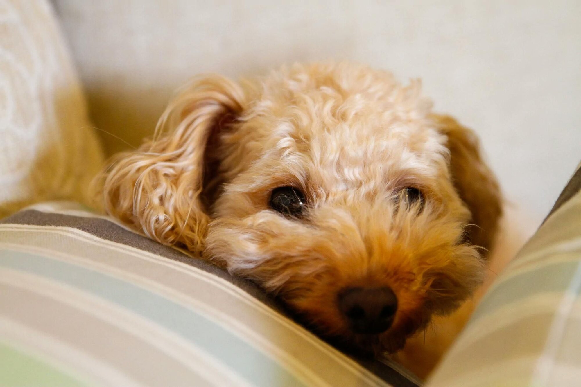 一隻趴在枕頭中間悶悶不樂的貴賓狗