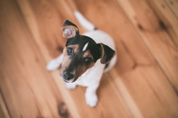 1. Start training your puppy to be alone at short intervals