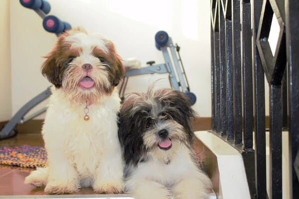 Two Lhasa Apsos 